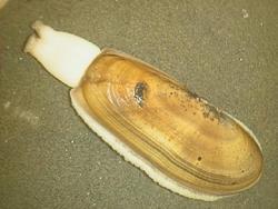 Pacific razor clam, Siliqua patula
