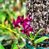 Orchid, National Tropical Botanical Garden